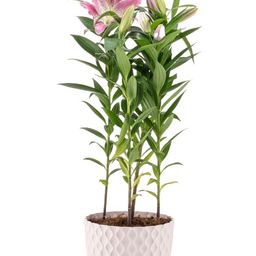 Alya - Venus Flower Pot