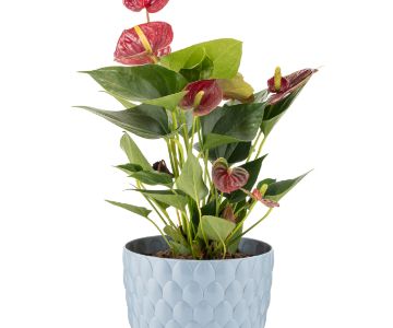 Alya - Pine Cone Flower Pot